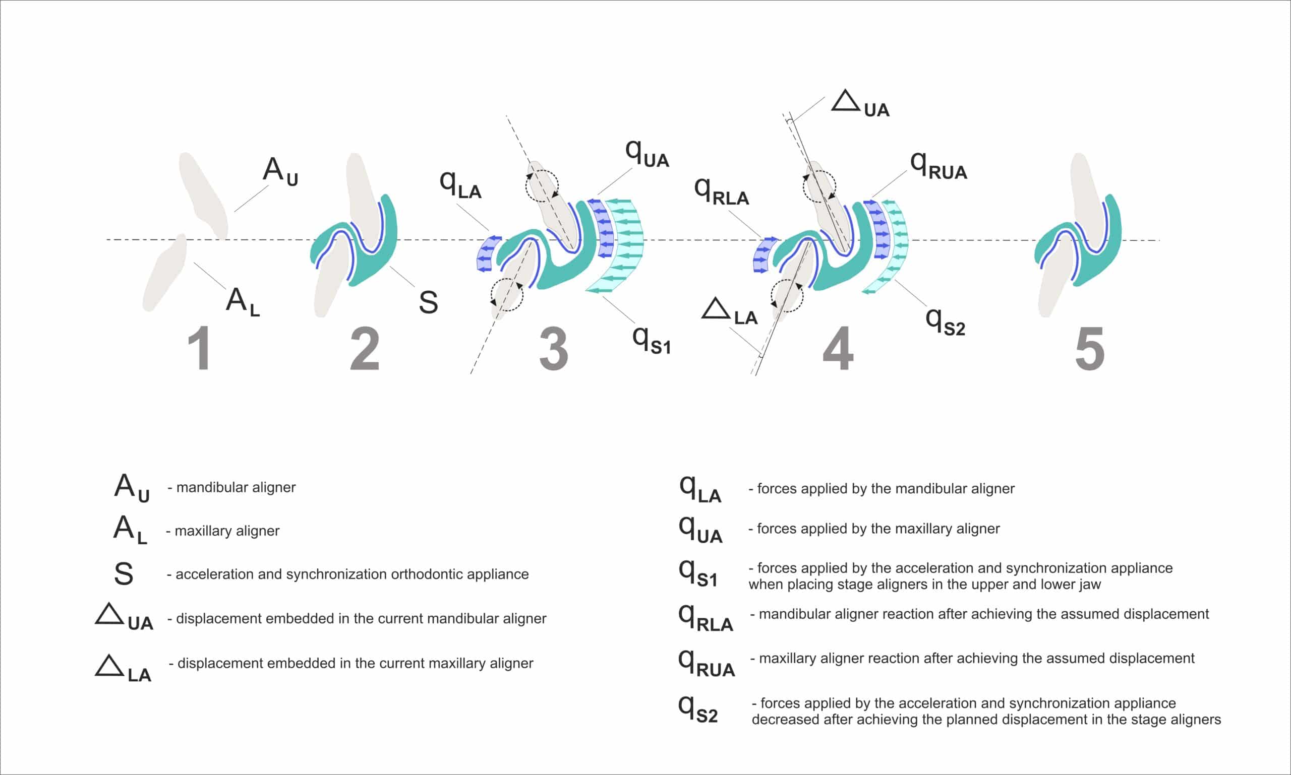 SyncSplint For Aligners Treatment_stages_crosssection_EN